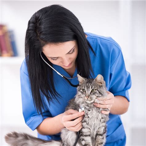 Healing and Rehabilitation: Supporting Cats After Declawing Surgery ...