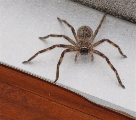 Bug Eric: Spider Sunday: Giant Crab Spider