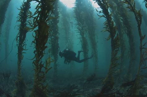 Endemic Environmental Services | Collaborate for Environmental Success