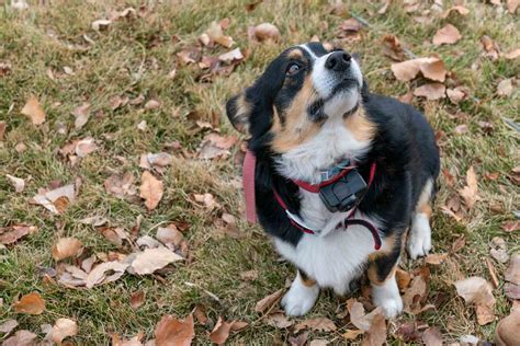 Invisible Fence Cost Per Acre at Leona Freedman blog