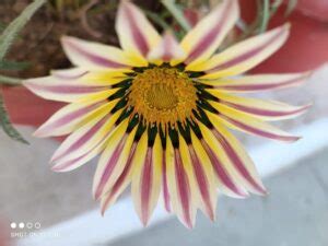 University Research & Development (URD) - Chhatrapati Shahu Ji Maharaj ...