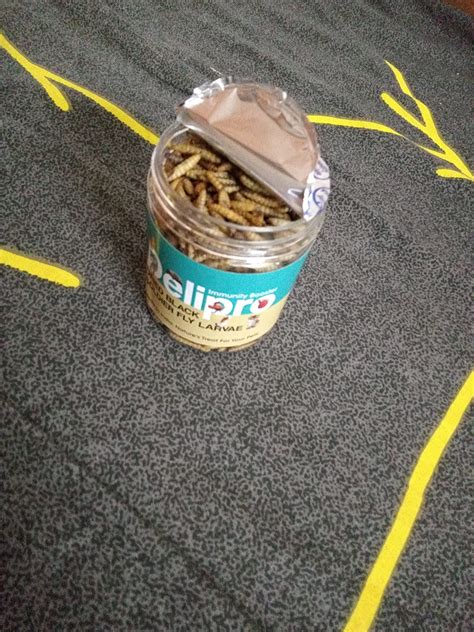 DeliPro High Protein Premium Black Soldier Fly Larvae Fish Food ...