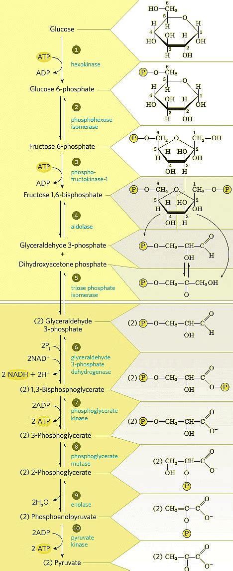 Glycolysis - Zoology Optional Notes for UPSC PDF Download