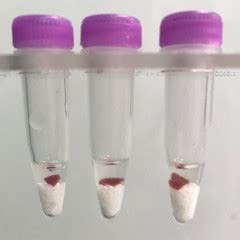 Tumor Tissue Homogenization Protocol 的图像结果