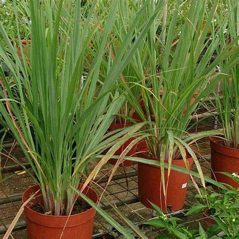 Buy Lemon Grass - Herb Seeds online from Nurserylive at lowest price.