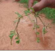 Horticulture :: Medicinal Crops :: Brahmi