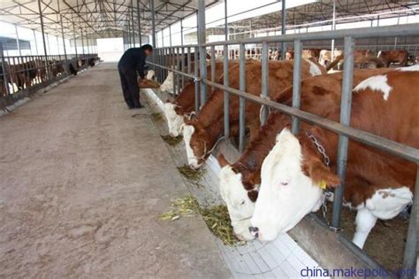 养牛场需要的设备有哪些 - 农敢网