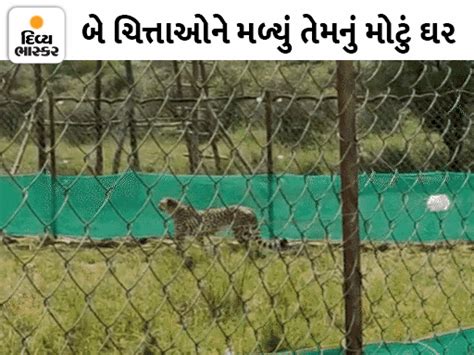 Koono has been in quarantine area for 50 days, leopards are still at ...
