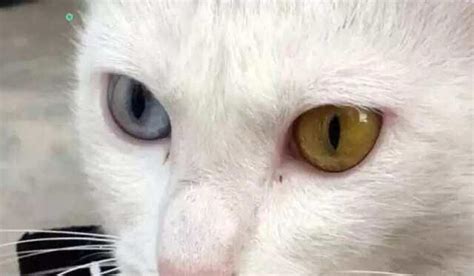 Discover the rare cat that could make you a millionaire