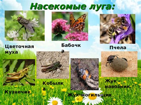 Презентация по окружающему миру по теме "Жизнь луга".