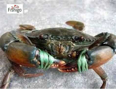 Buy Mud Crab Live ( Price Per Kg On Gross Weight ) online from Fishigo ...