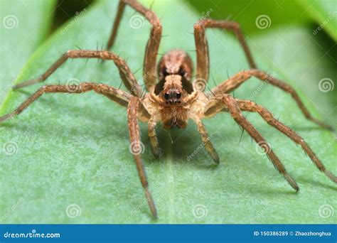 The spider on the plant stock image. Image of natural - 150386289