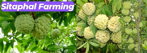 Sustainable Custard Apple Farming: A Guide to Cultivating This ...