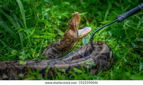 Image result for Catching Python Snakes