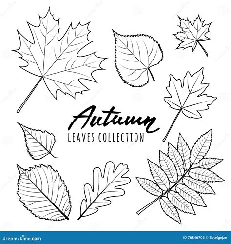 Set of Autumn Leaves. Black and White Outline Hand Drawn Fall Leaves ...