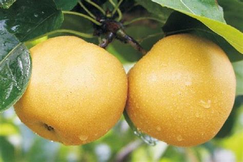 黄金梨产地在哪里 吃黄金梨对身体有什么好处 - 致富热