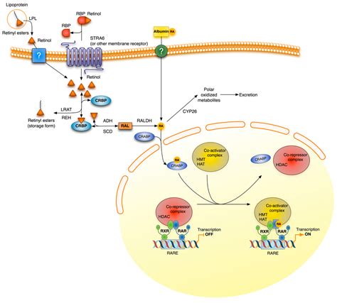 Vitamin A Deficiency and Alterations in the Extracellular Matrix