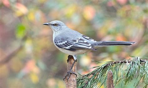 WebAstrologers Dream Dictionary | Mocking Bird | Singing Bird Dreams