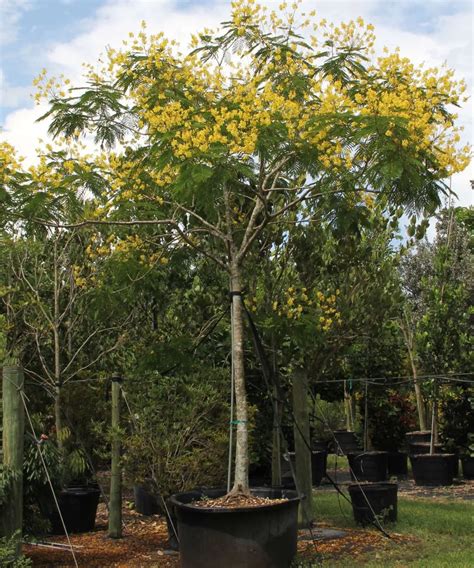 Peltophorum Pterocarpum | Wholesale Nursery Plant Supplier in India ...