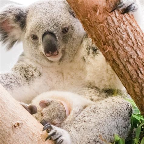 Koala Bear Baby In Pouch