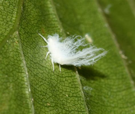 What are those tiny white bugs all over my yard? | 13wmaz.com