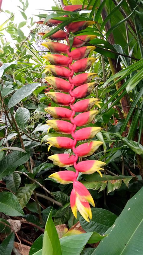 Giant Lobster Claw Plant at Darcy Sunderland blog