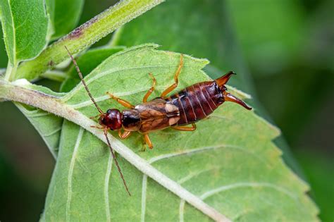 How to Get Rid of Earwigs in the Home and Yard | Family Handyman