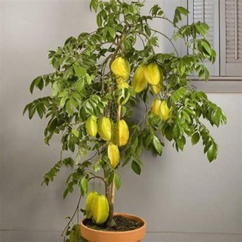 Star Fruit Plant Manufacturers and Suppliers from Nashik