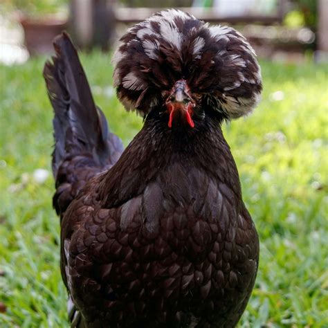 Fluffy Chicken Breeds: A Casual Guide to the Coziest Hens