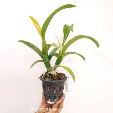 Buy Cattleya Orchids Online India | Cattleya Orchid | Orchid-tree ...