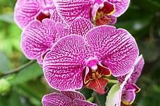 immagini fiori orchidee come coltivare le orchidee in casa donnad immagini fiori orchidee come coltivare le orchidee in casa donnad