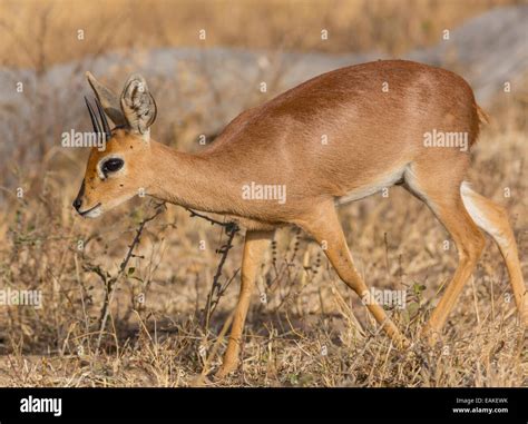 Antilopes Da Africa