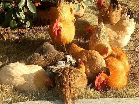 安徽阶梯式自动化养鸡上料系统 河南凤银牧业养殖设备供应