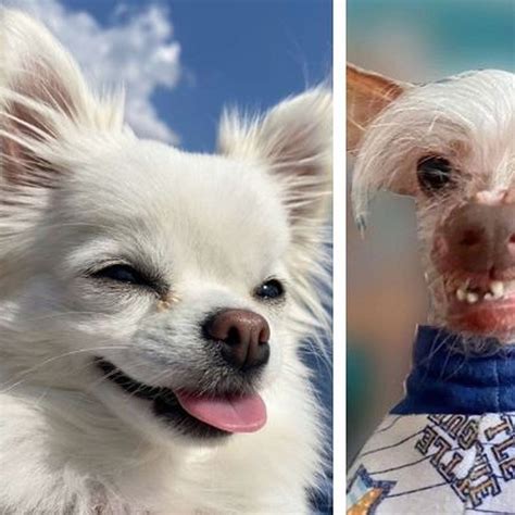 Ugly Pet Memes Ugly Dog Memes & GIFs Imgflip