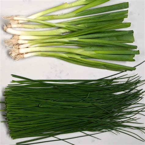 Chives Vs Scallions