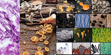 Phycology - Biology Notes Online