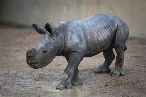 Southern white rhino calf born at a Spanish zoo marks a historic ...