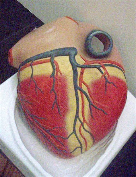 Biology 271 - A & P Unit 3