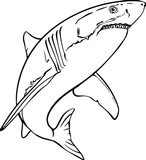 Black And White Shark Drawing