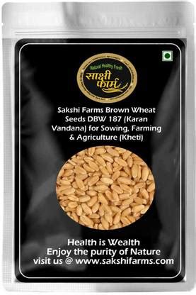Sakshi Farms Brown Wheat Seeds, DBW 187 for Sowing, Farming ...