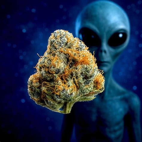Image result for Alien OG Kush