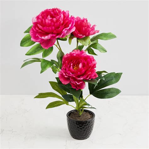 Buy Valencia-Sachi Solid Three Peony in Ceramic Pot from Home Centre at ...