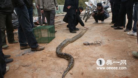 挖掘机挖出16米长巨蛇图片 巨蛇吸食龙脉百年（司机当场吓死）-麻豆精品