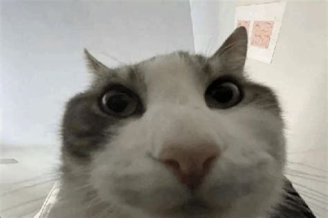 Cat Confused Meme - Cat Confused - Discover & Share GIFs