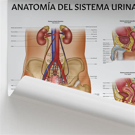Anatomía del Sistema Urinario Poster | Spanish Urinary Chart – AnatomyStuff