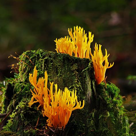 Mushrooms Coral Fungus Yellow - Free photo on Pixabay - Pixabay