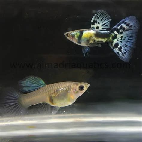 Nikshan Guppies Online Shopping | Nikshan Guppies Ecommerce