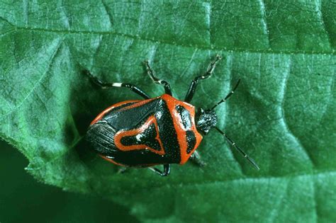 10 Stunning Red and Black Garden Bugs