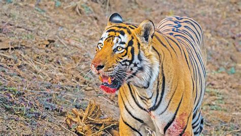 Tiger Attacks Surge: Unraveling the Human-Tiger Conflict in India