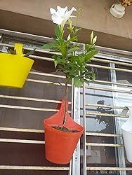 Leafy Tales Plastic Hook Hanging Pot, Multicolor 29 x 12 x 22 cm, 10 ...